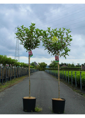 HYDRANGEA paniculata En pot de 12-15 litres forme tige hauteur du tronc 090-110 cm