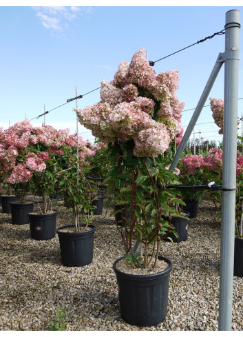 HYDRANGEA paniculata En pot de 15-20 litres