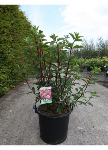 HYDRANGEA paniculata En pot de 30-35 litres