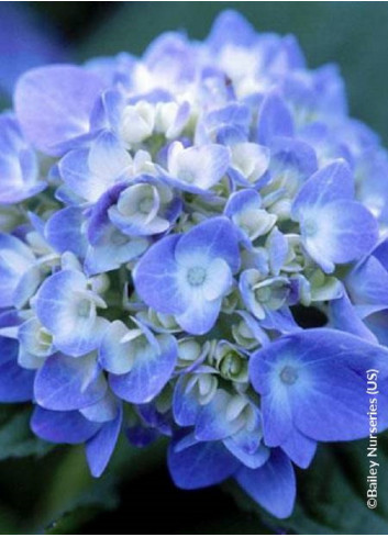 HYDRANGEA ENDLESS SUMMER ORIGINAL BLEU