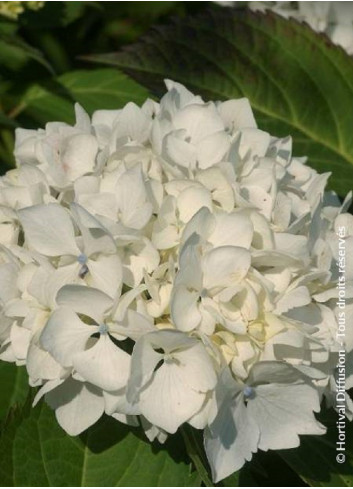 HYDRANGEA IMMACULATA