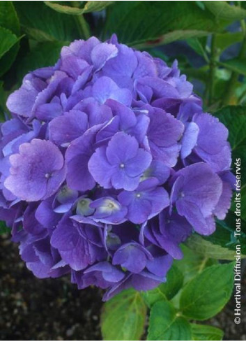 HYDRANGEA BODENSEE