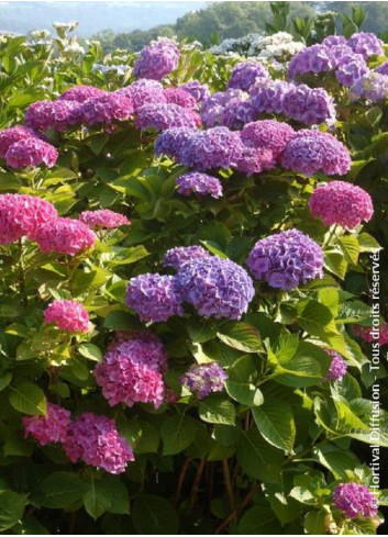 HYDRANGEA BODENSEE