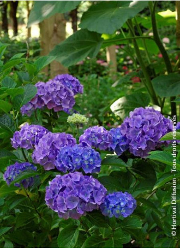 HYDRANGEA RENATE STEINIGER