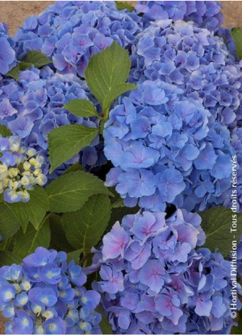 HYDRANGEA BENELUX BLEU