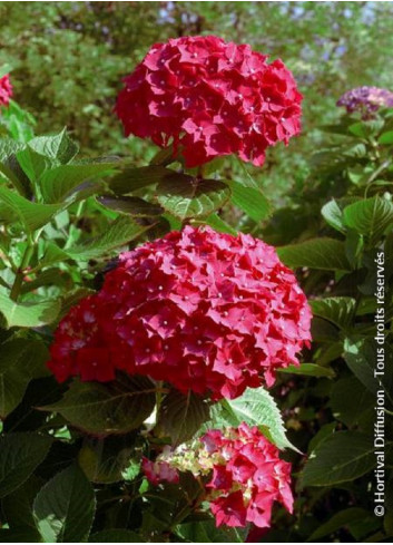 HYDRANGEA LEUCHTFEUER