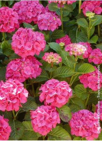 HYDRANGEA SYBILLA