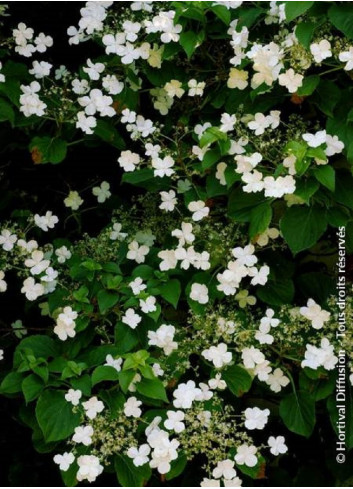 HYDRANGEA petiolaris