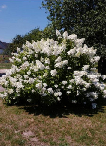 HYDRANGEA paniculata UNIQUE