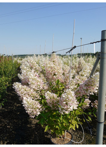 HYDRANGEA paniculata UNIQUE En pot de 15-20 litres