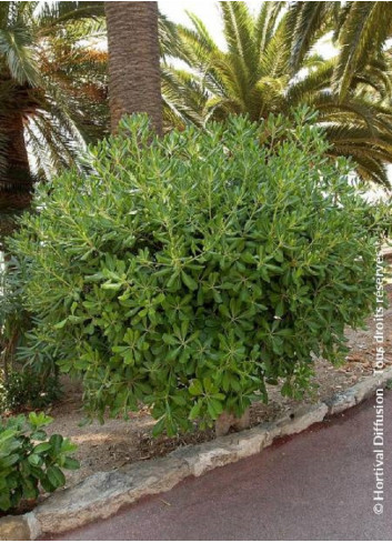 PITTOSPORUM tobira