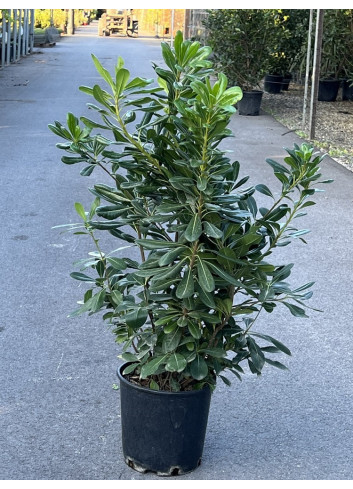 PITTOSPORUM tobira En pot de 10-12 litres