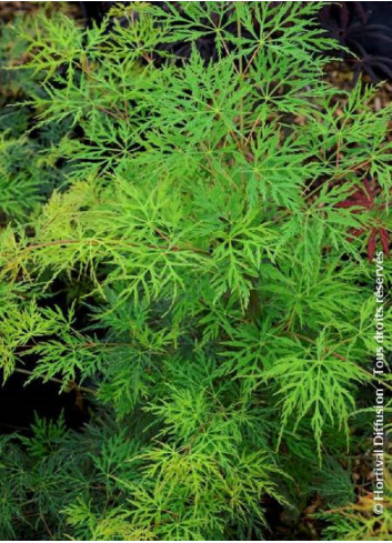 ACER palmatum EMERALD LACE