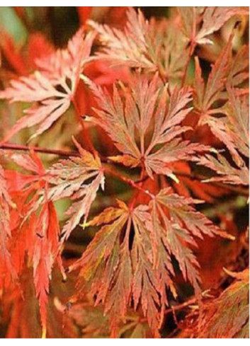 ACER palmatum EMERALD LACE