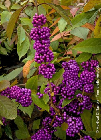 CALLICARPA bodinieri IMPERIAL PEARL