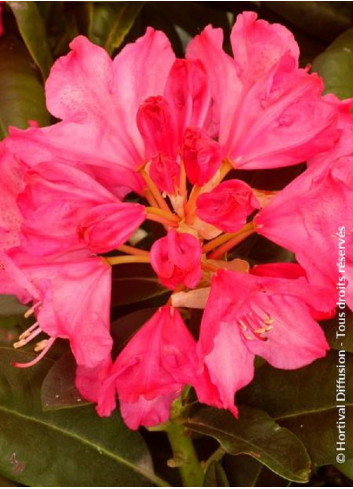 RHODODENDRON CONSTANZE