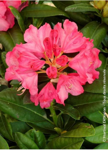 RHODODENDRON CONSTANZE