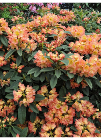 RHODODENDRON SUN FIRE