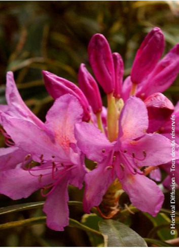 RHODODENDRON ponticum VARIEGATUM