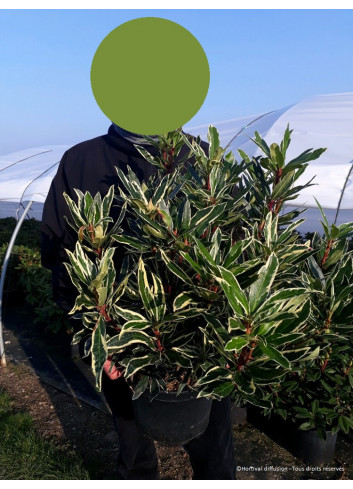 RHODODENDRON ponticum VARIEGATUM En pot de 7-10 litres