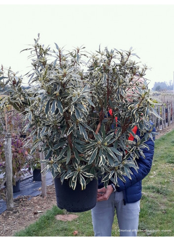 RHODODENDRON ponticum VARIEGATUM En pot de 15-20 litres