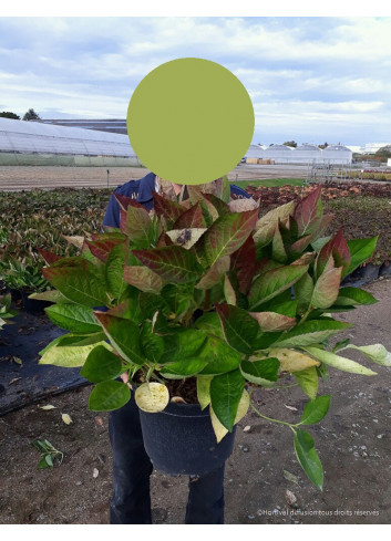 HORTENSIA En pot de 10-12 litres