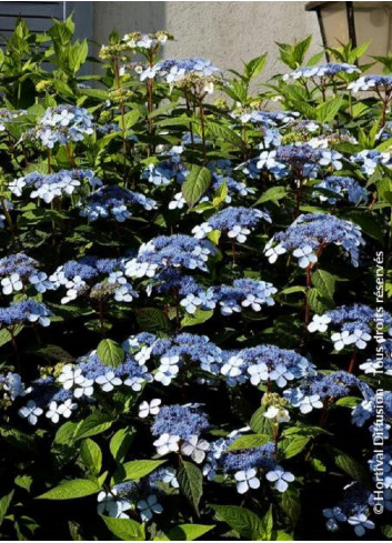 HYDRANGEA serrata BLUEBIRD