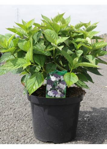 HYDRANGEA serrata BLUEBIRD En pot de 7-10 litres