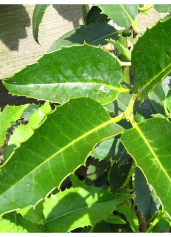 ILEX koehneana CASTANEIFOLIA