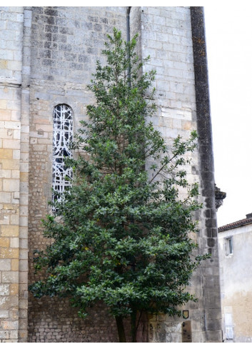 ILEX koehneana CASTANEIFOLIA