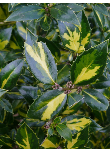 ILEX aquifolium MYRTIFOLIA AUREA MACULATA