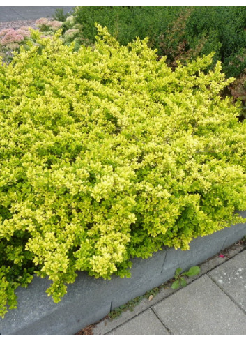 ILEX crenata GOLDEN GEM