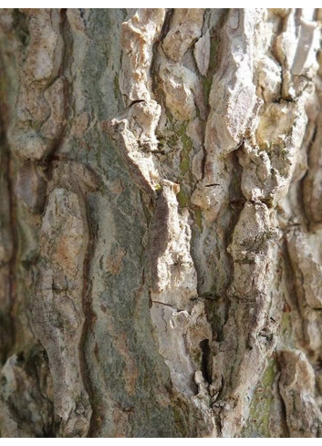 LIQUIDAMBAR styraciflua LANE ROBERTS