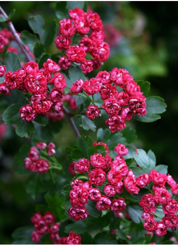 CRATAEGUS laevigata PAUL'S SCARLET