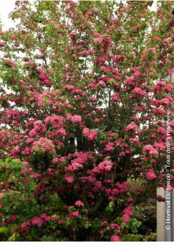 CRATAEGUS laevigata PAUL'S SCARLET