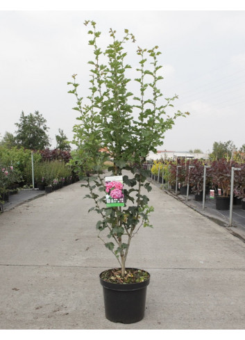 CRATAEGUS laevigata PAUL'S SCARLET En pot de 7-10 litres