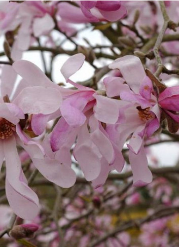 MAGNOLIA loebneri LEONARD MESSEL