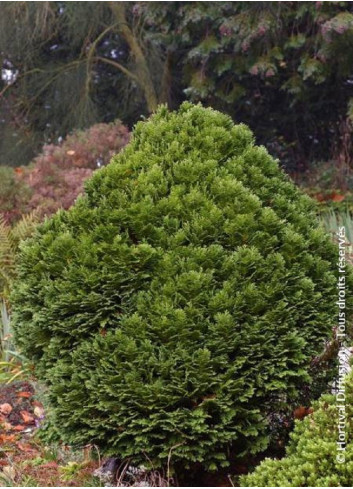 CHAMAECYPARIS lawsoniana MINIMA GLAUCA