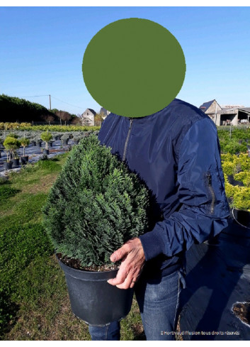 CHAMAECYPARIS lawsoniana MINIMA GLAUCA En pot de 10-12 litres