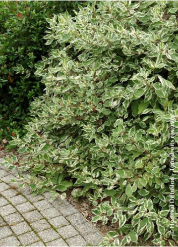 CORNUS alba ELEGANTISSIMA