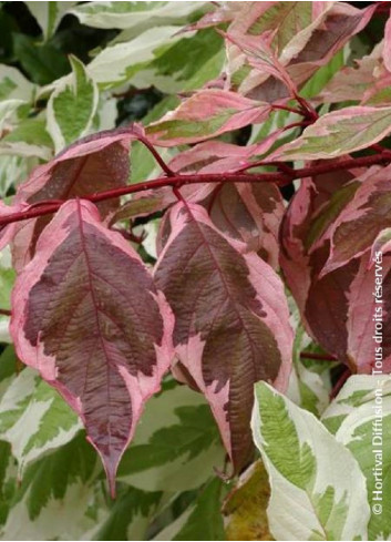 CORNUS alba ELEGANTISSIMA