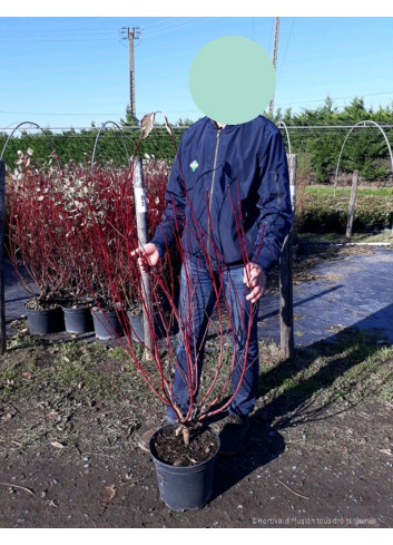 CORNUS alba ELEGANTISSIMA En pot de 10-12 litres