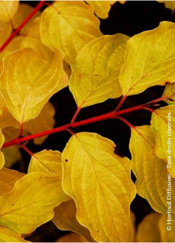 CORNUS sanguinea MIDWINTER FIRE