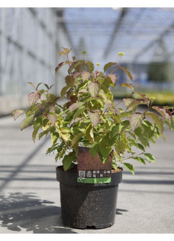 CORNUS sanguinea MIDWINTER FIRE En pot de 3-4 litres