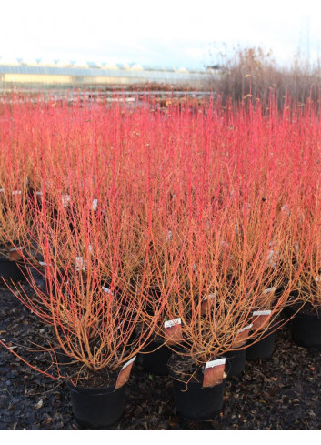 CORNUS sanguinea MIDWINTER FIRE En pot de 10-12 litres