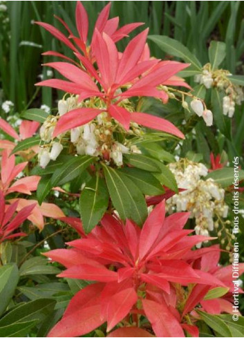 PIERIS japonica FOREST FLAME