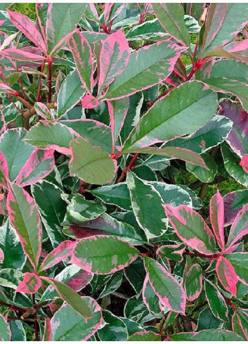 PHOTINIA fraseri PINK MARBLE