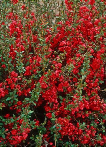 CHAENOMELES speciosa RUBRA