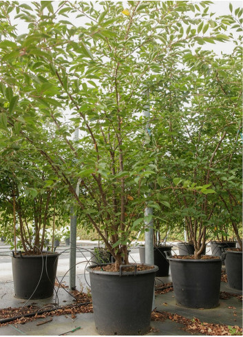 PRUNUS OKAME En pot de 70-90 litres forme cépée