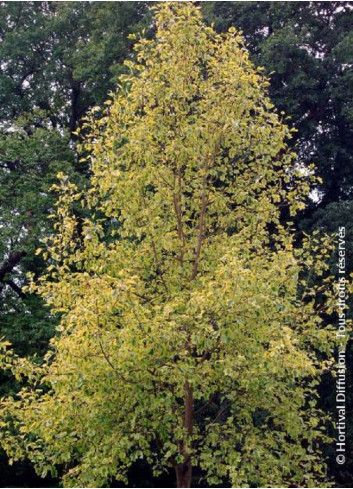 LIRIODENDRON tulipifera AUREOMARGINATUM